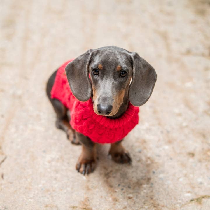 Tata’s Concept - Wholesale Pet Sweater - Dog - Sweater Magenta2