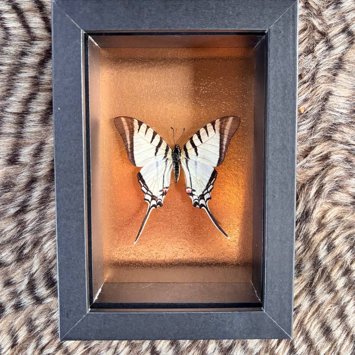 Oddities Shadow Box - Butterfly, Bee, Mantids, Beetle for wholesale by Dreamscapes