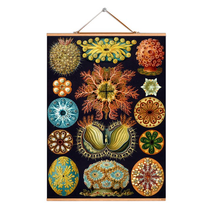 Ilustración de pergamino # 007/Haeckel/Sea Squirts para venta al por mayor de Eicie