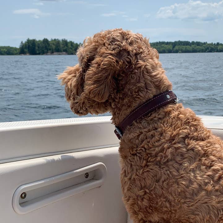 Angel Pet Supplies Inc. - Wholesale Pet Collar - Dog - Dallas Leather Dog Collar by ANGEL™ | Authentic14