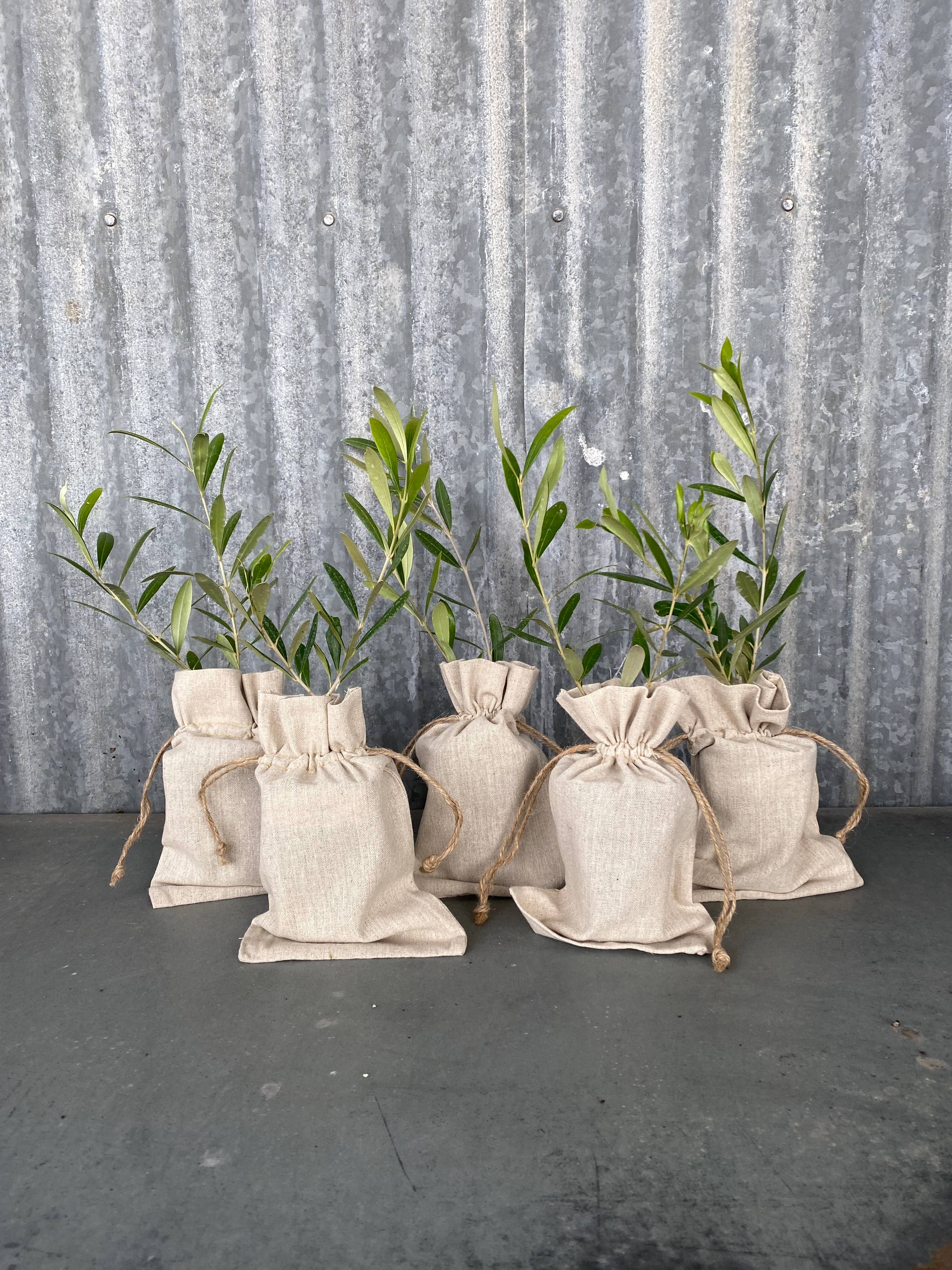 Olive Tree Nursery - Wholesale Live Plant - 20 Multi-Branch Olive Trees in Burlap1