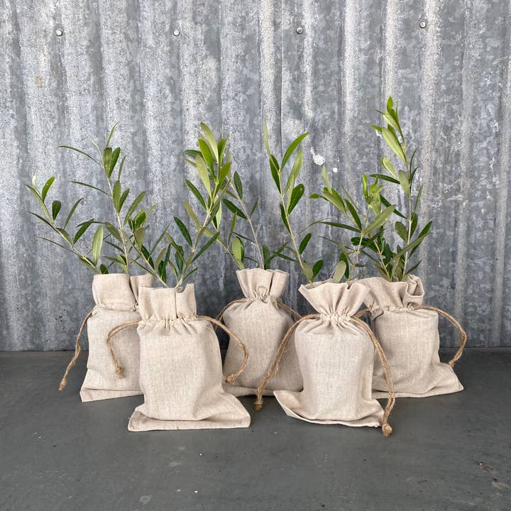 Olive Tree Nursery - Wholesale Live Plant - 20 Multi-Branch Olive Trees in Burlap1