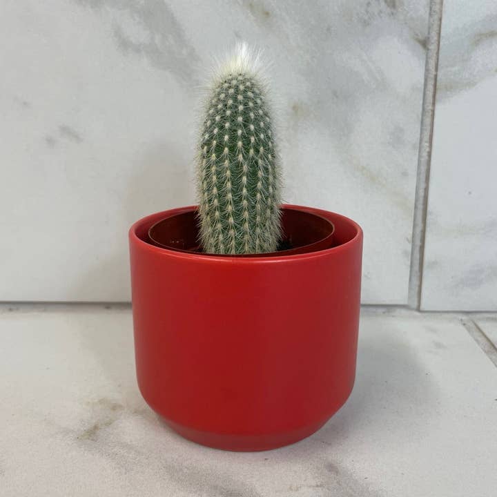 Cleistocactus Straussii, 2" Plant for wholesale by The Plant Farm