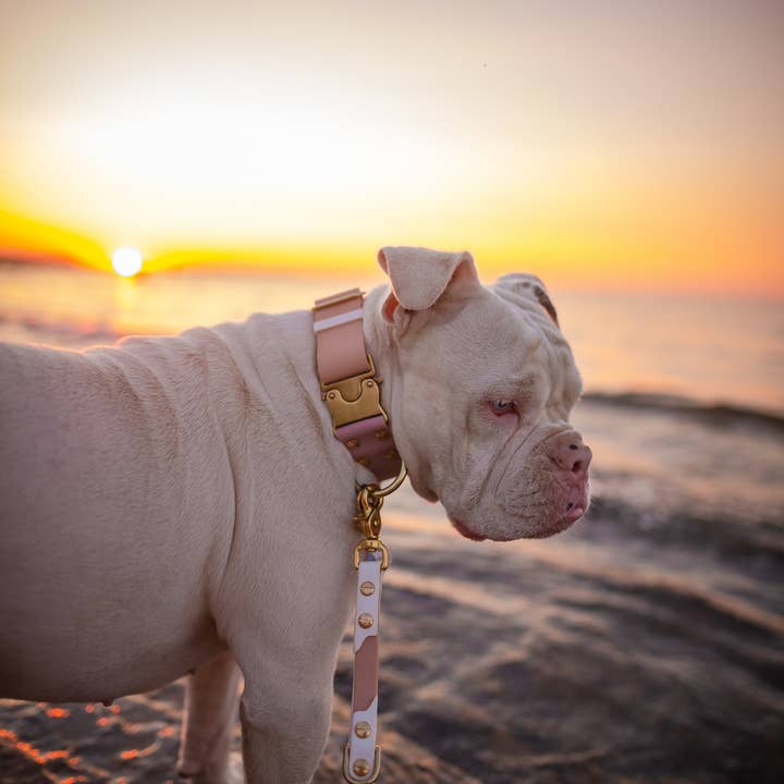 le shoob – Großhandel Haustierhalsband – Hund – Wasserfestes Hundehalsband „Blush“