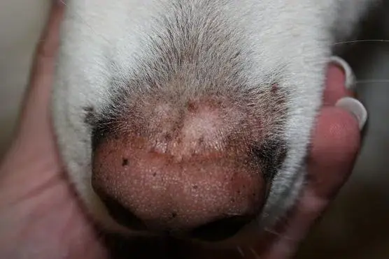 Beratungs & Vertriebsagentur Schmidt – wholesale Kosttillskott för husdjur - Hund – Anti svamp kvalster hund3