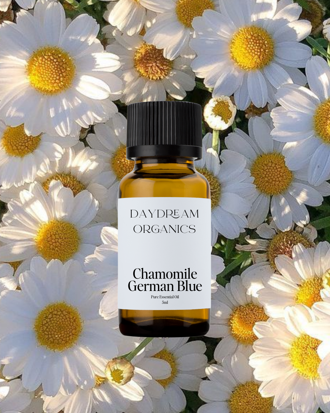 Daydream Organics | Prairie Doctor Brand - Vente Huile essentielle - Huile essentielle de camomille (bleue allemande)0