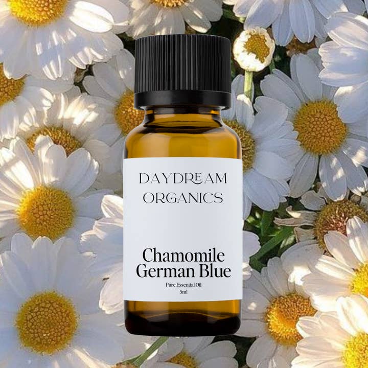 Daydream Organics | Prairie Doctor Brand - Wholesale Essential Oil - Chamomile (German Blue) Essential Oil0
