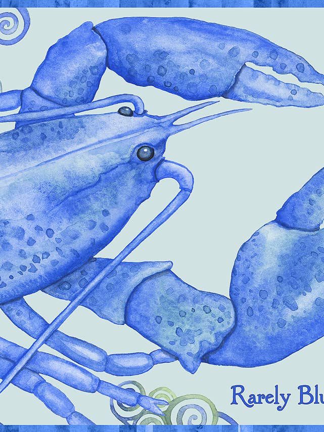 Rarely Blue in Maine Lobster Blank Card for wholesale by Firefly Sky Design