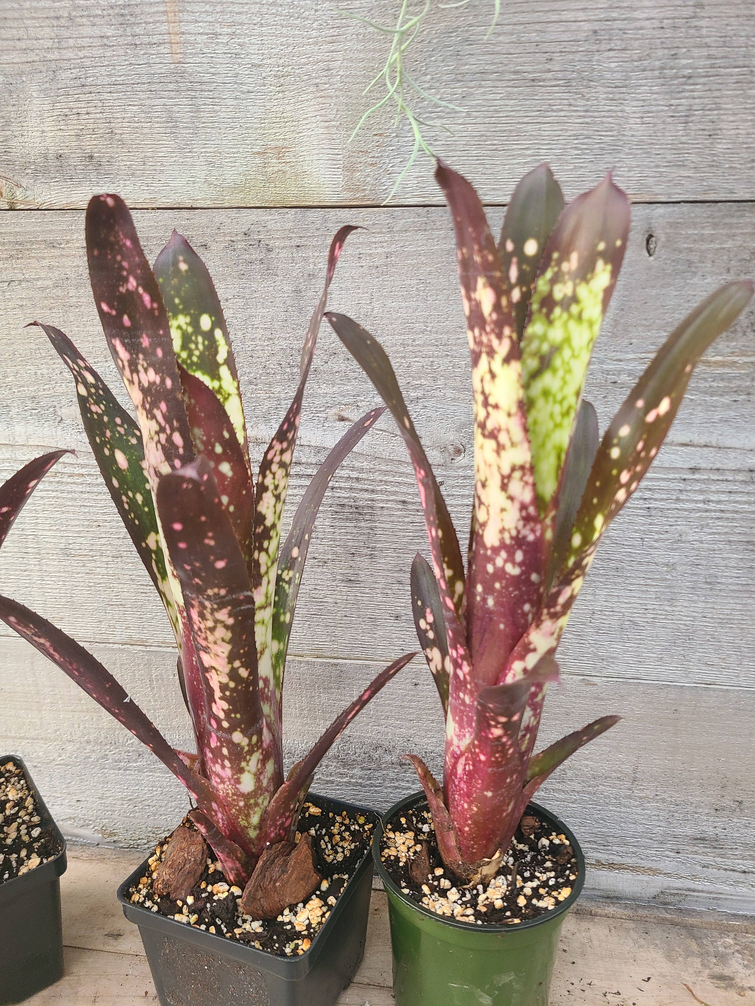 Buzz + Thrive Gardens - Wholesale Live Plant - Billbergia 'Hallelujah'1