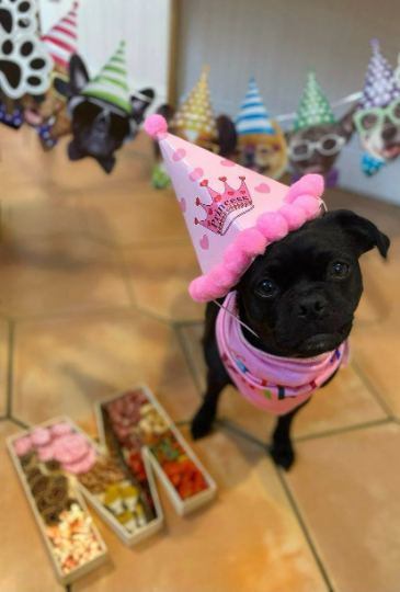 DOGraze - Vendita all'ingrosso Snack - Cani - Snack per cani a forma di lettera riempibile5