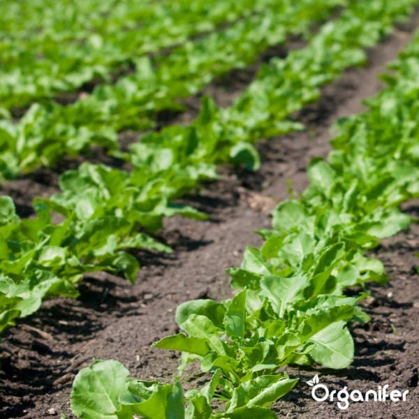 Organifer - Wholesale Fertilizer - Nematodes soil nematode concentrate 250ml for 250m21