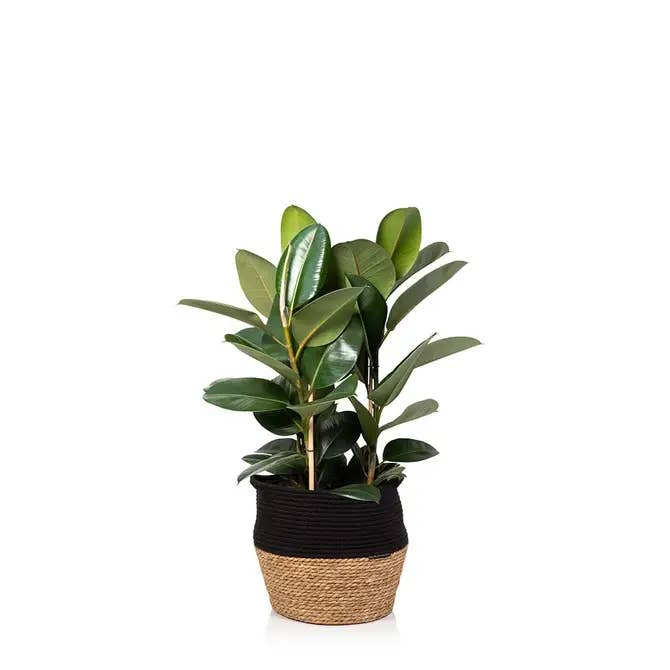 The Little Botanical – wholesale Live plant – XL Ficus Elastica (Rubber Plant)1