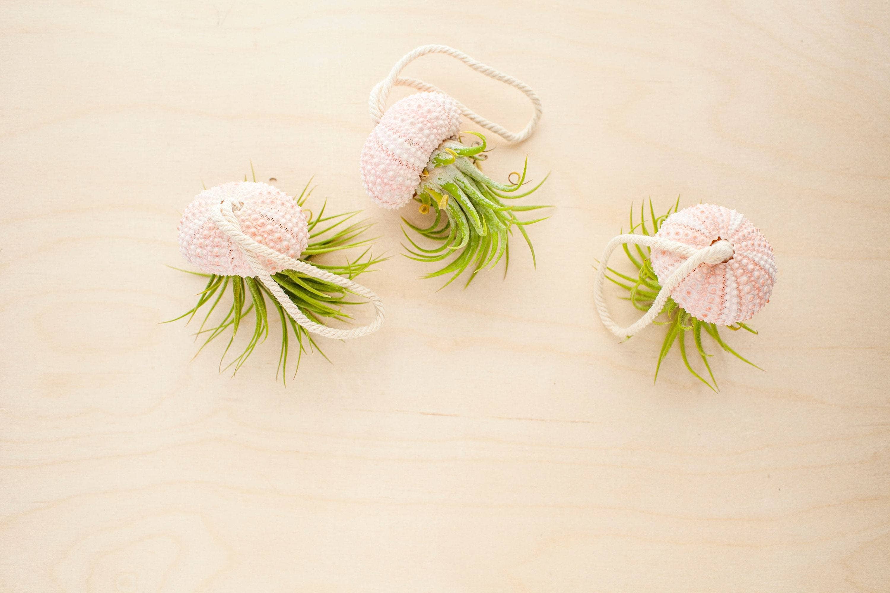 The Simply Crafty Shop - Wholesale Live Plant - Air Plant Jelly Fish on Rope5