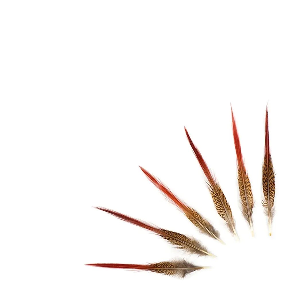 Zucker Feather Products - Vente Plume - Lot de 10 queues de faisan doré, rouge, 6 à 8 po, naturelles2