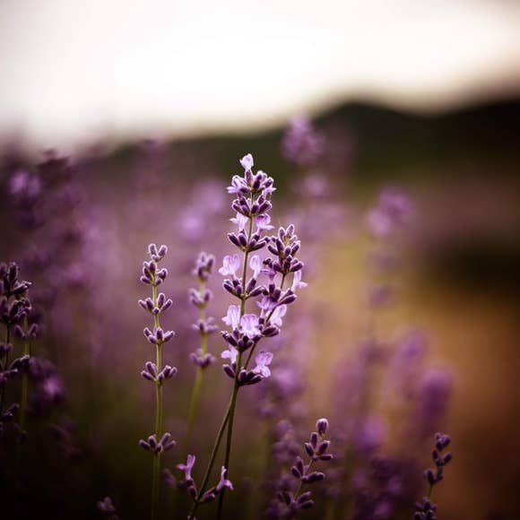 ardent goods - Wholesale Aromatherapy Inhaler - Migraine Anxiety Loss of Smell Aromatherapy Smelling Salts