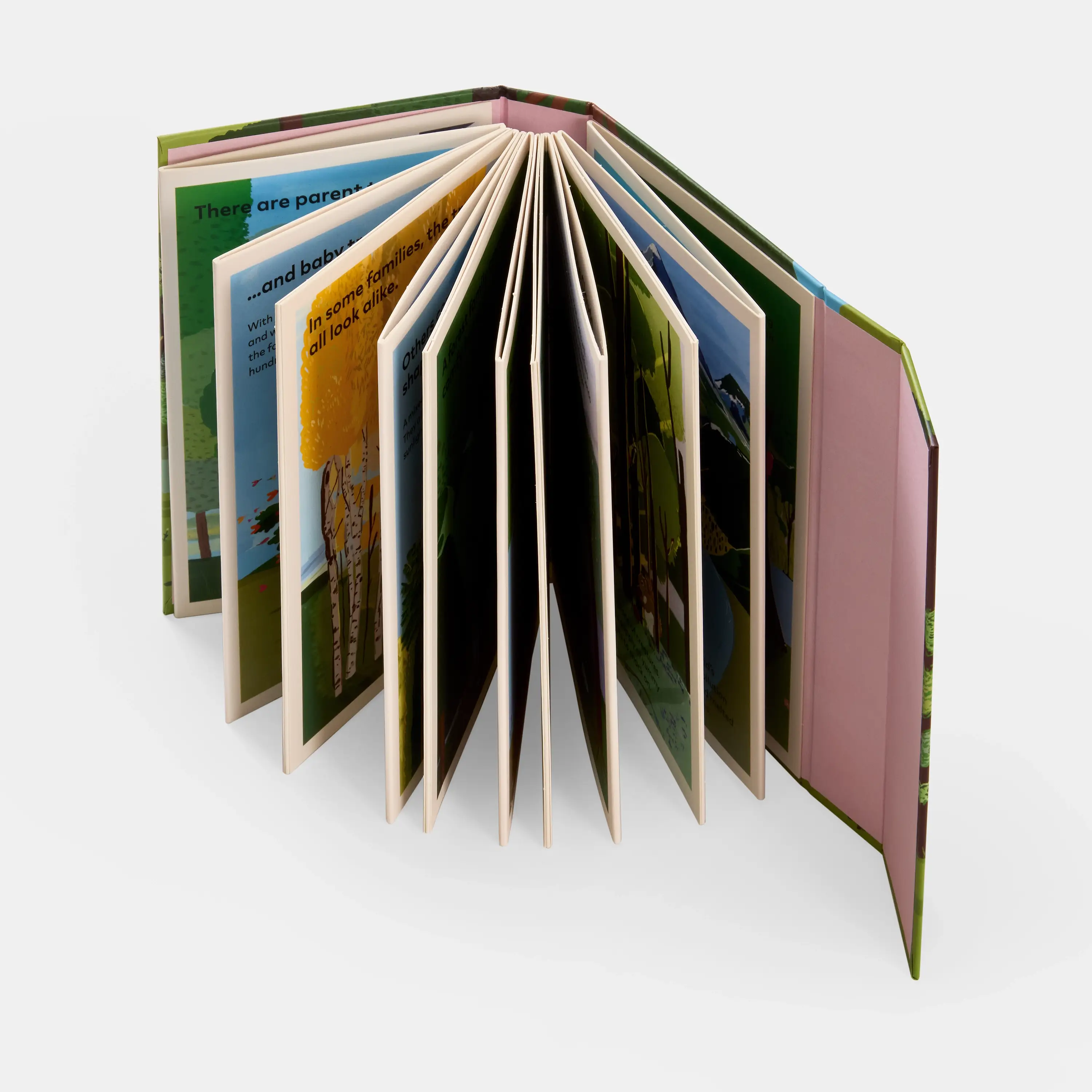 Phaidon Press - Vente Livre pour enfants de maternelle (de 3 à 5 ans) - Une famille d'arbres : mon premier livre sur les forêts5