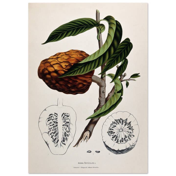 Anona reticulata para venta al por mayor de Maison de Paloma