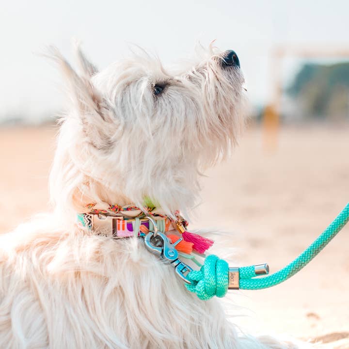 Frimousse Dog - Wholesale Halsband - Hond - Undy zomerse verstelbare hondenhalsband in meerdere kleuren1