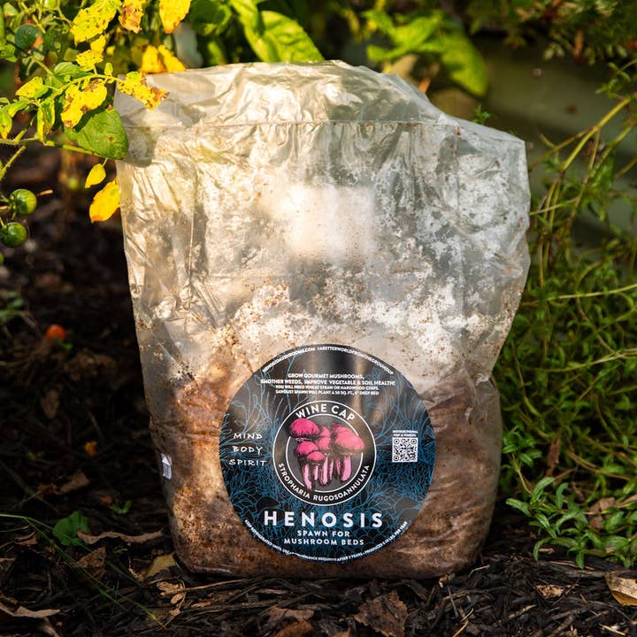 Wine Cap Mushroom Spawn for wholesale by HENOSIS