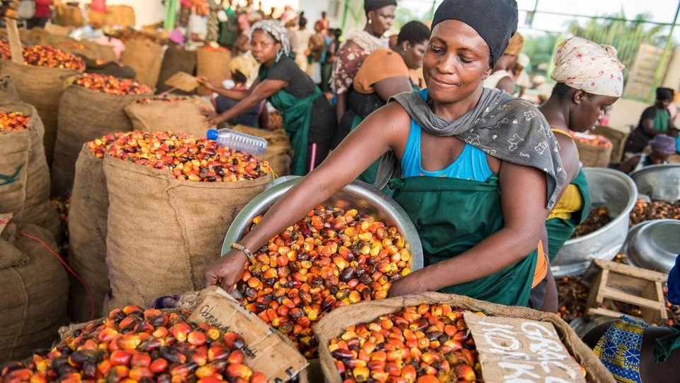 Au Natural Organics – wholesale Hair oil – Bulk Pure Batana Oil for Hair Growth Supplier Honduras 1 ltr4