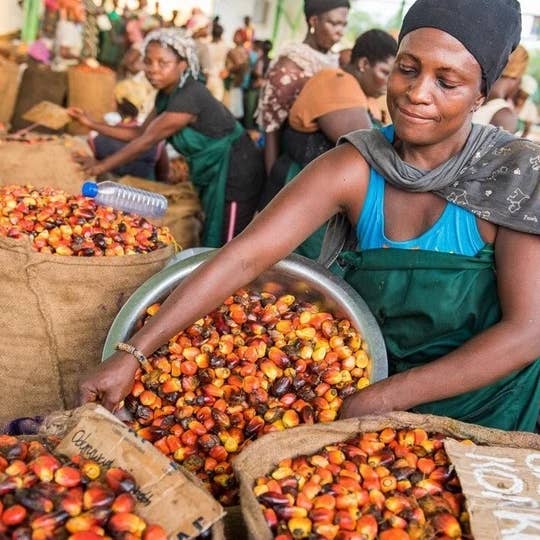 Au Natural Organics - Wholesale Hair oil - Bulk Pure Batana Oil for Hair Growth Supplier Honduras 1 ltr4