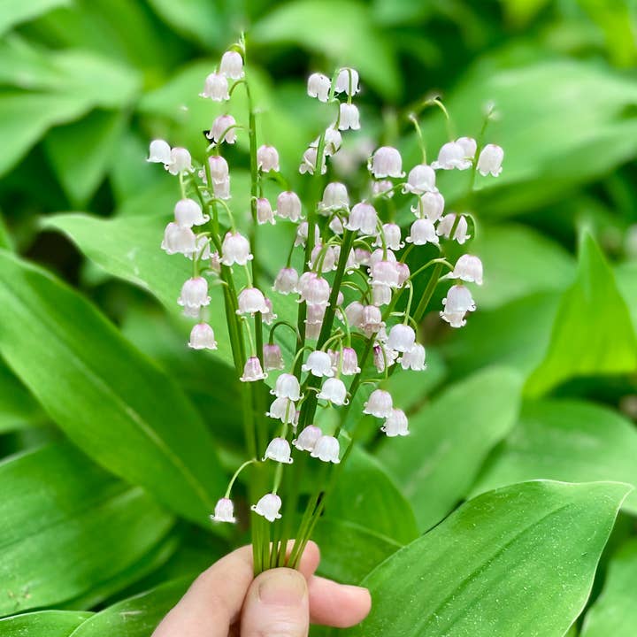 Stenella Farms - Wholesale Flower essence - Lily of the Valley Flower Essence4