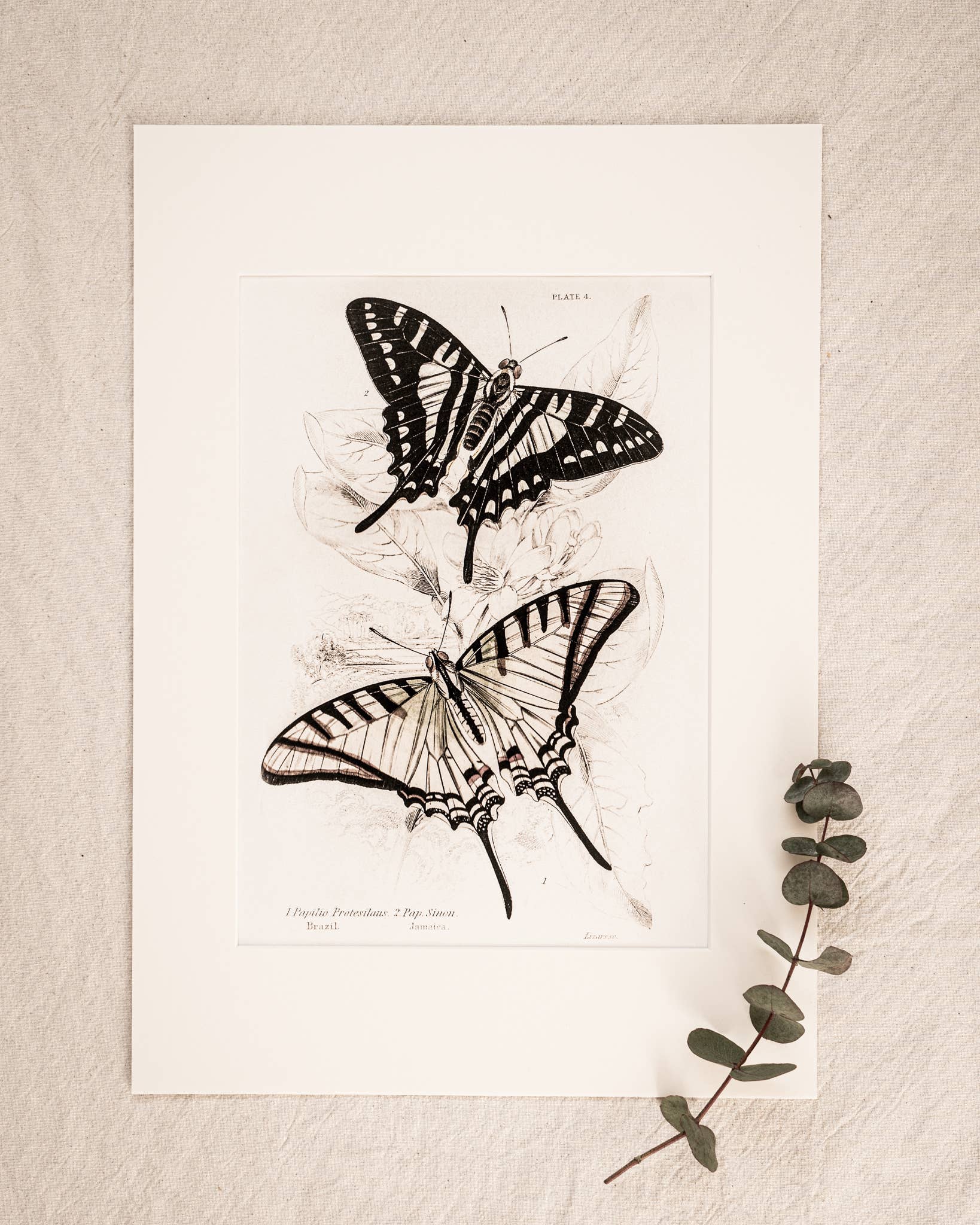 Coultura - Wholesale Gallery Wall Set - Framed Set of Four Vintage Butterfly Art Prints 01 (Sand Frame Collection)9