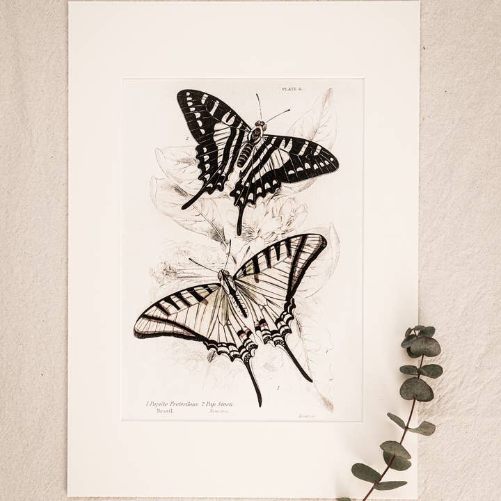Coultura - Wholesale Gallery Wall Set - Framed Set of Four Vintage Butterfly Art Prints 01 (Sand Frame Collection)9