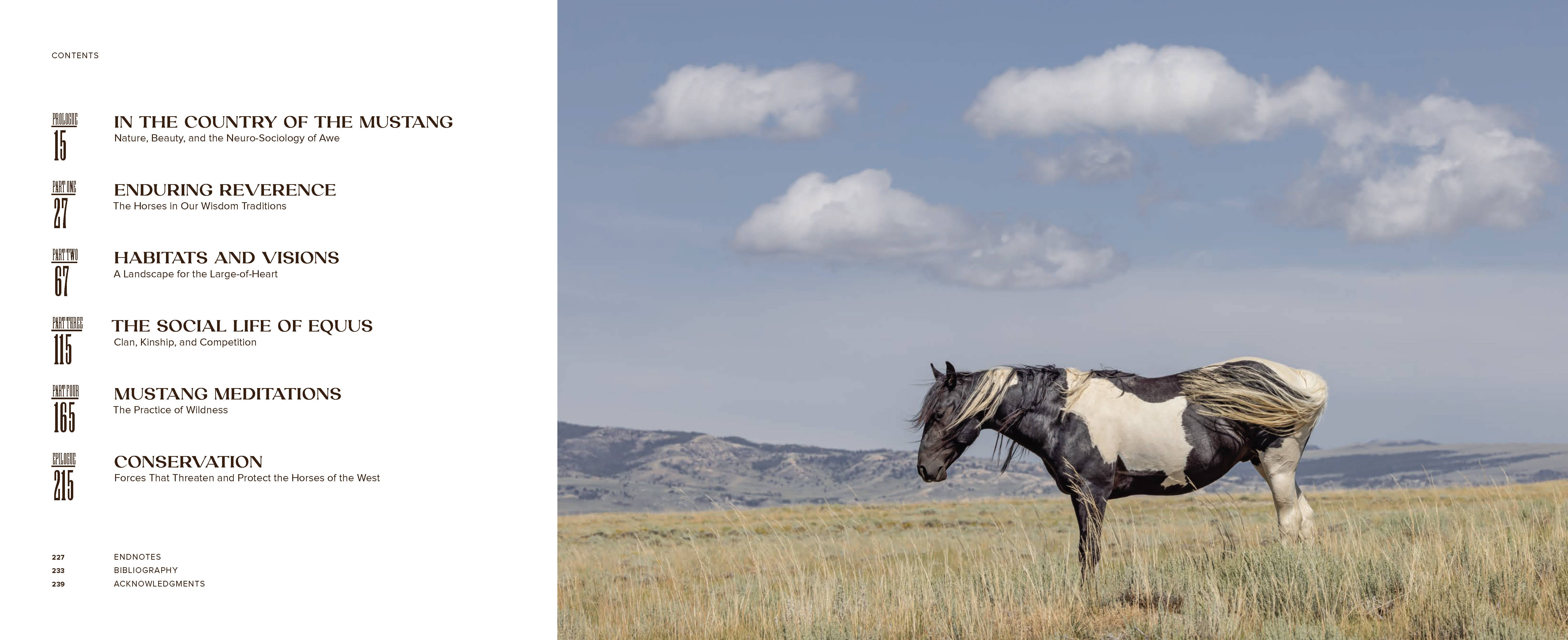 Chronicle Books - Wholesale Nature & Outdoors - Wild Horse Effect11