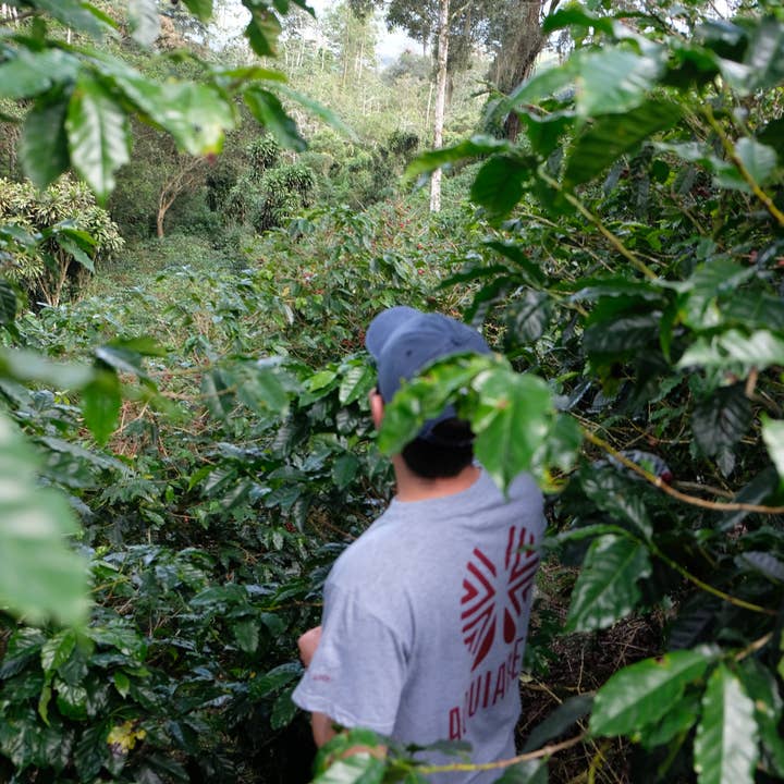 Paso Paso - Farmer Owned Coffee - Wholesale Coffee Beans - Costa Rica - Diego Robelo - Grand Peaberry Washed3