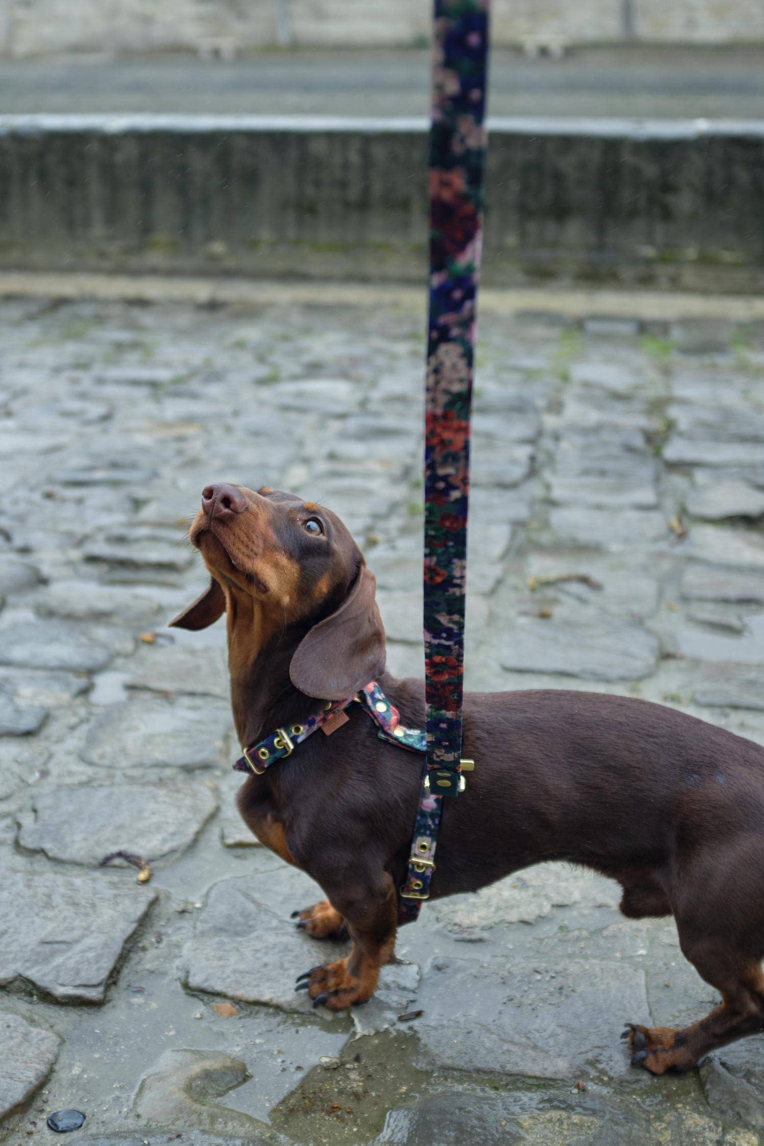 Atelier Markiz - Wholesale Pet Harness - Dog - Scarlett Harness6