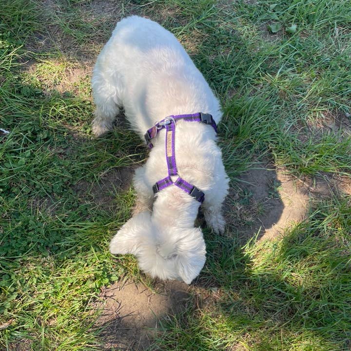 Reg&Bob - Wholesale Pet Harness - Dog - Reg&Bob Harness - S/M - Purple stripe0