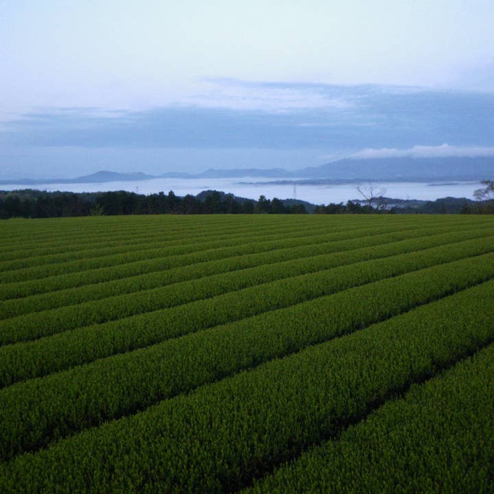 Tori Chan Organic Matcha - Wholesale Health/Detox Tea - Organic Matcha5