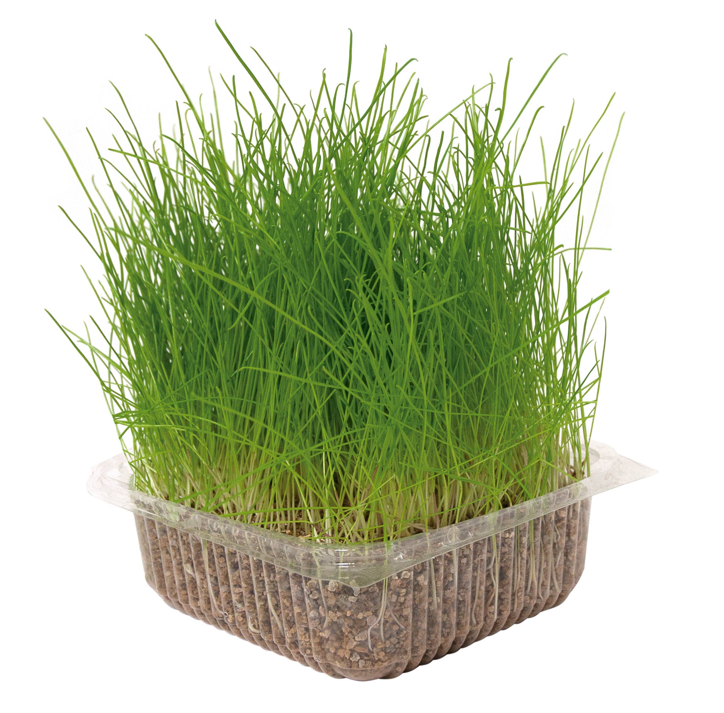 Nayeco - Wholesale Pet Toy - Cat - Natural Grass For Cats Various Cats