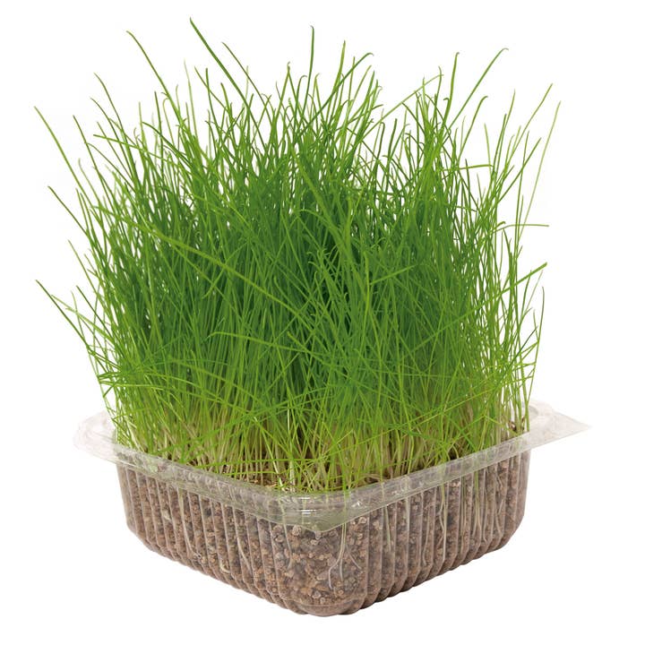 Natural Grass For Cats Various Cats for wholesale by Nayeco
