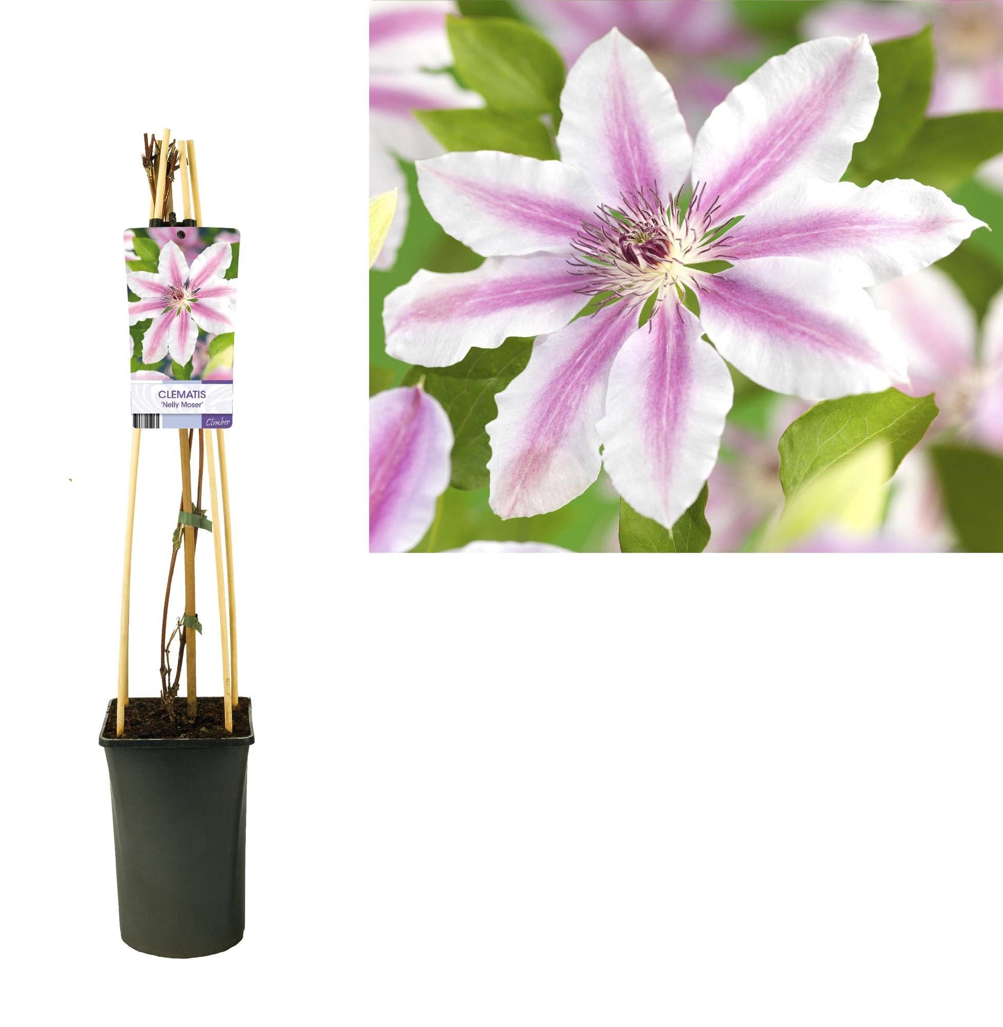 Oasis of Life - Wholesale Live plant - Clematis 'Nelly Moser' – Climbing plant with bicolored pink flowers & purple-red central stripe – perennial & hardy to -20°C – Ideal for garden, pergola & trellis – Light-Label