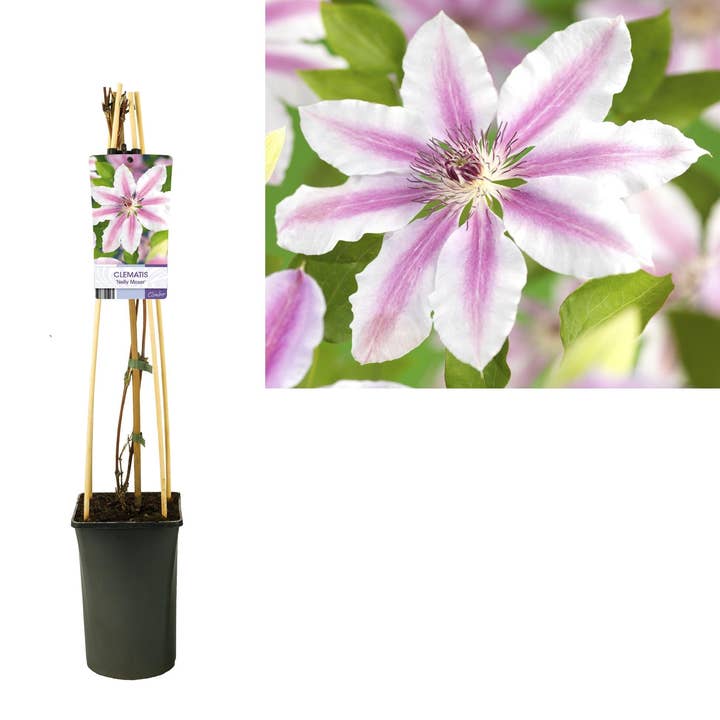 Oasis of Life - Wholesale Live plant - Clematis 'Nelly Moser' – Climbing plant with bicolored pink flowers & purple-red central stripe – perennial & hardy to -20°C – Ideal for garden, pergola & trellis – Light-Label0