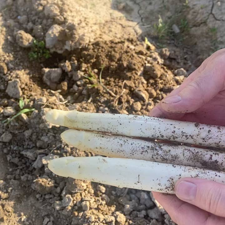 Frugitiva - Wholesale Preserves - Extra asparagus tips2