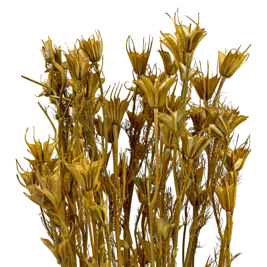 2626 Designs - Wholesale Dried/Pressed Flowers - Dried Octagon Flower, Nigella Orientalis-Love in a Mist, 24"20