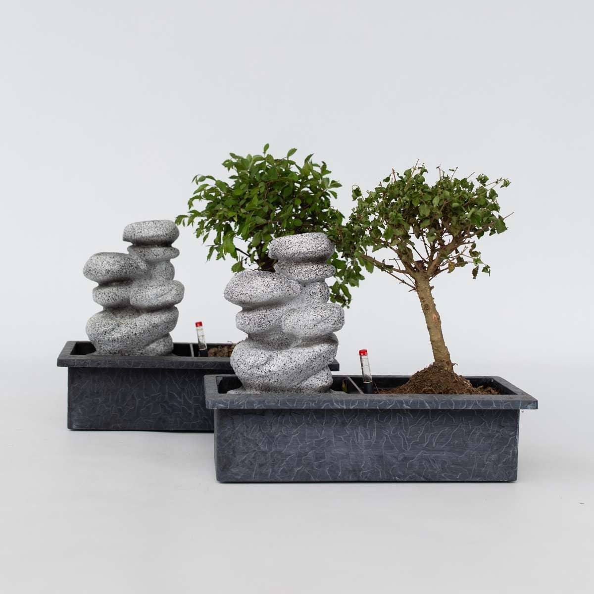 Oasis of Life - Wholesale Live Plant - Bonsai - Set of 2 Chinese bonsai trees - approx. 5 years old - with Easy Care System & water level indicator - Decorative Zen arrangement with stones & mini waterfall - Easy to care for & durable - Height 25–35cm - Ø29cm0