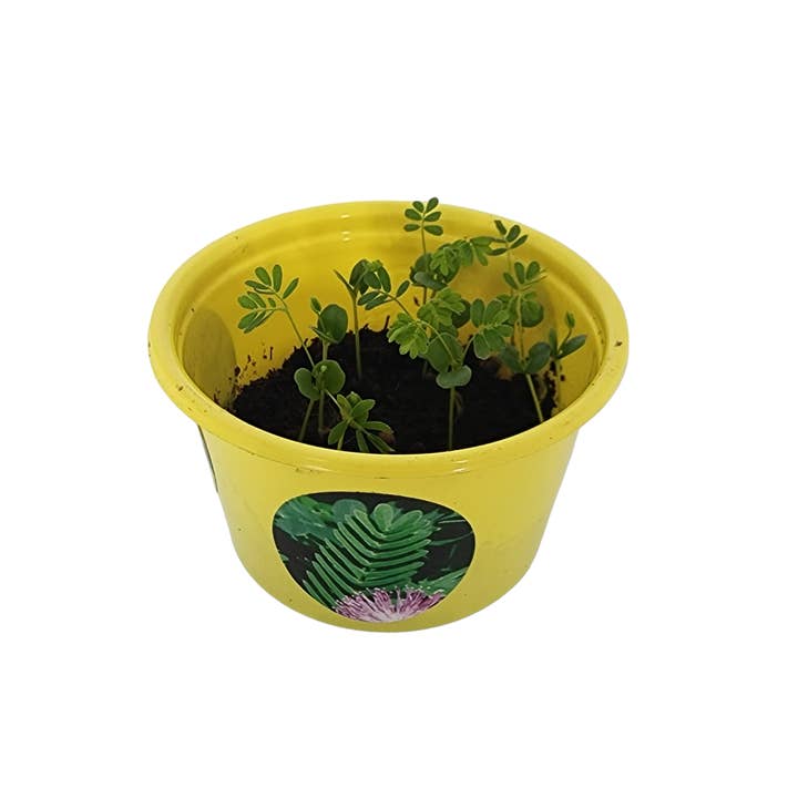 Silver Circle Products - Wholesale Plant Seeds - Eco Seed Sprouts - Michele The Mover