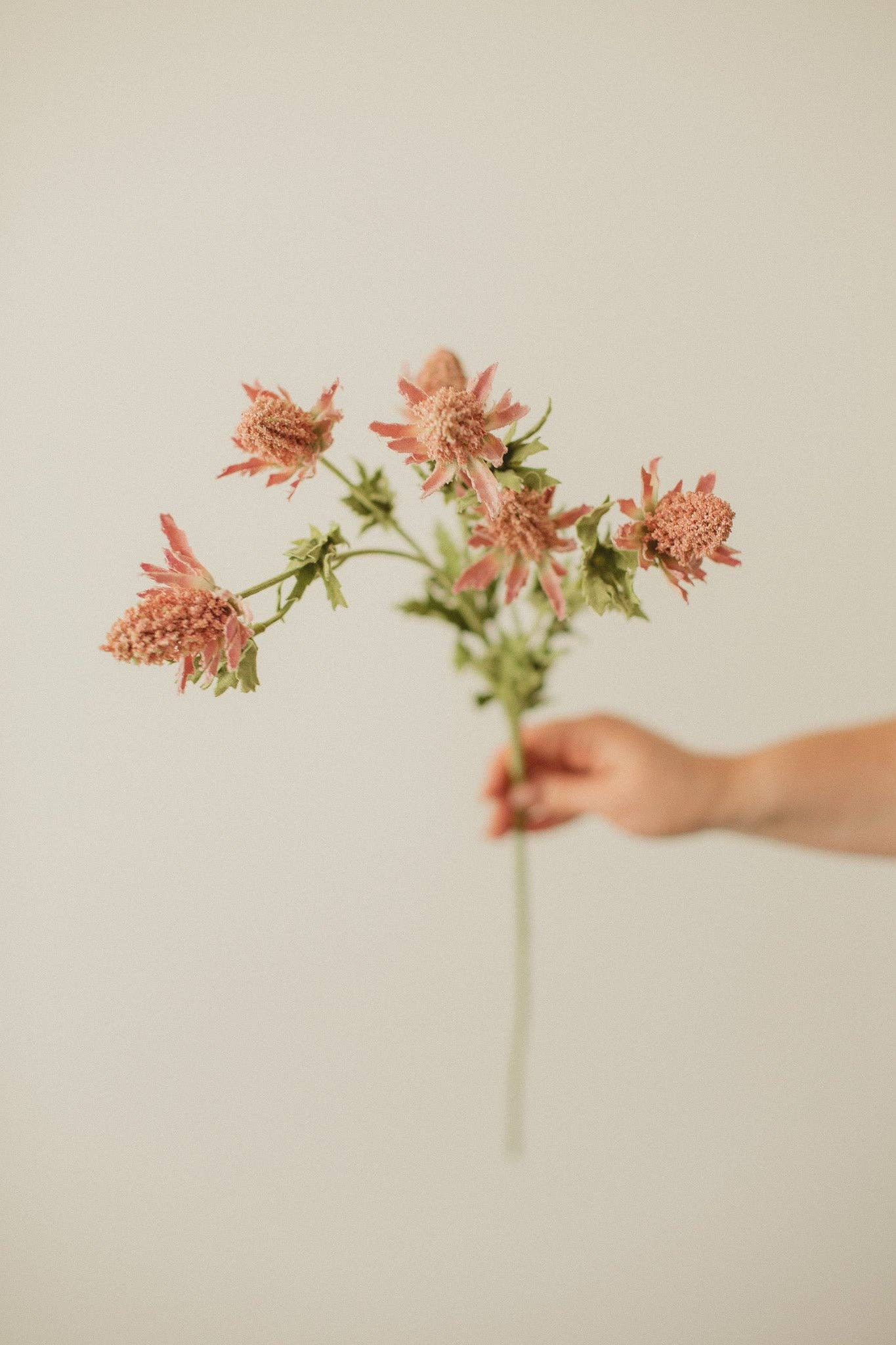 Eucalypt Co. – wholesale Artificial flowers – Bell Thistle1