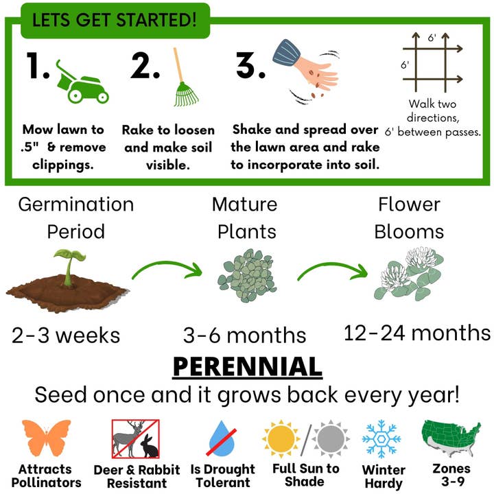 Flawn Seed Kits - Wholesale Plant Seeds - Dutch White Clover Seed14