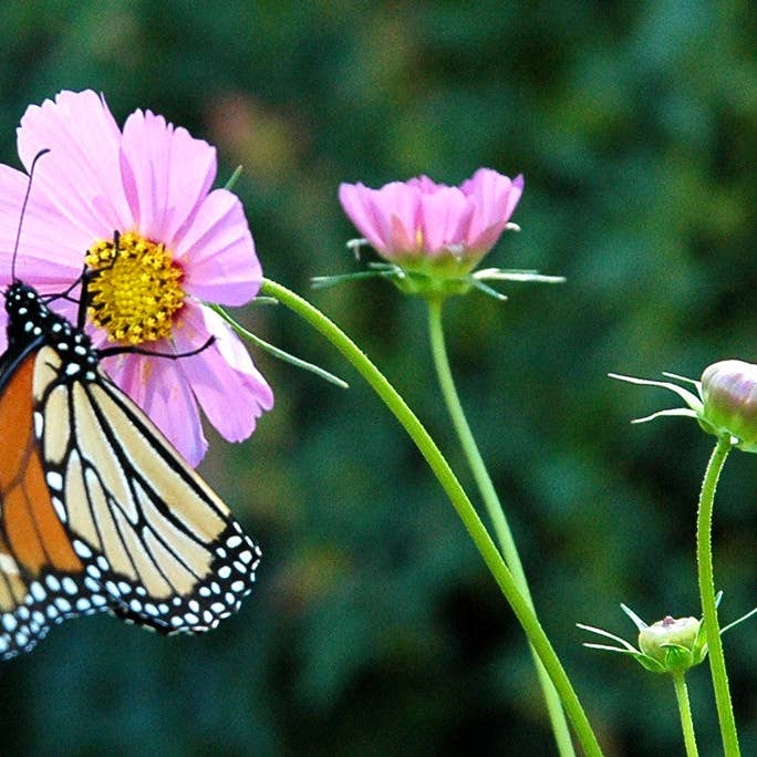 Sommerfugl for engroshandel hos Ann Woodall Studios