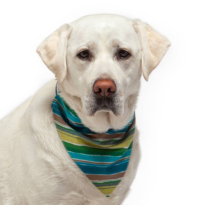 Grøn Stripe Pupperchief for engroshandel hos Seawoof