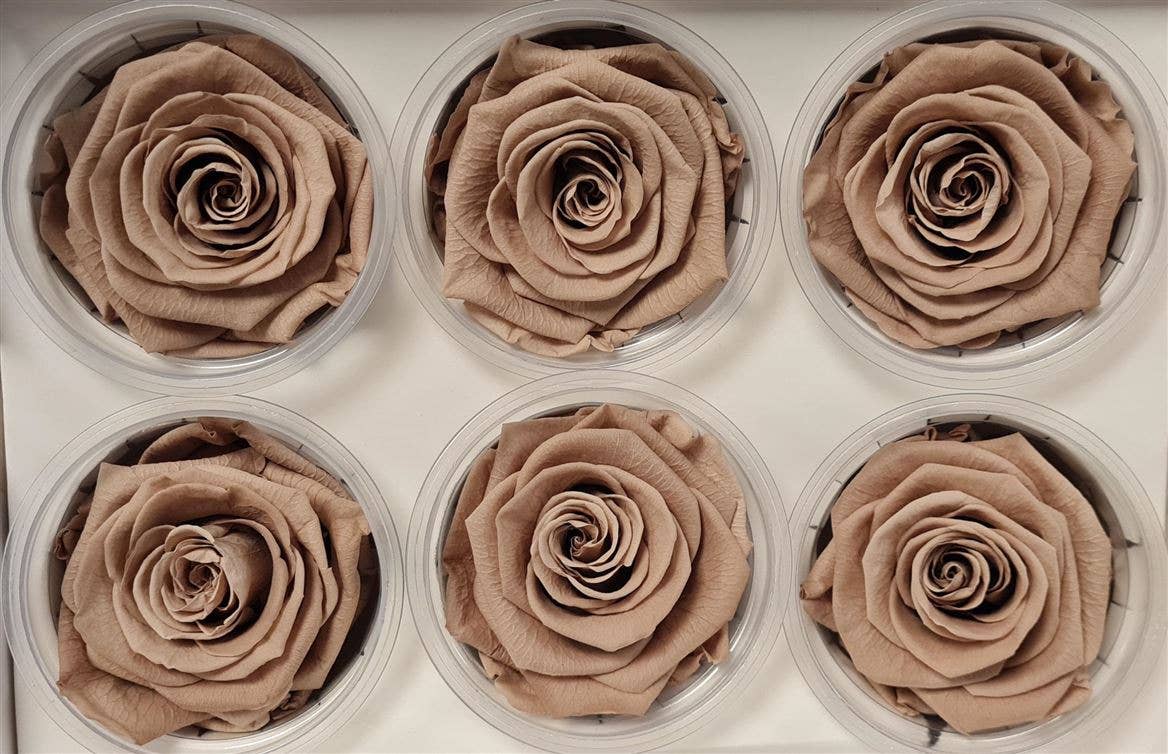 Dutch Flower Studio - Wholesale Artificial Flowers - 🌸 Preserved Roses - 13 colors - Decoration - Flowers - 6 cm12