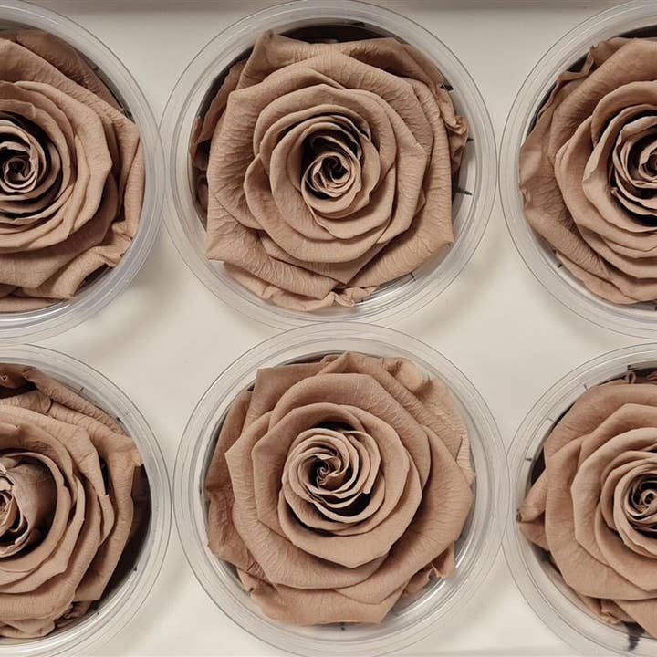 Dutch Flower Studio - Wholesale Artificial Flowers - 🌸 Preserved Roses - 13 colors - Decoration - Flowers - 6 cm12
