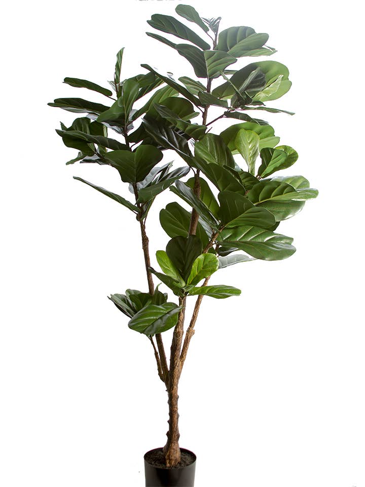 6' FIDDLE LEAF TREE for wholesale by American Best