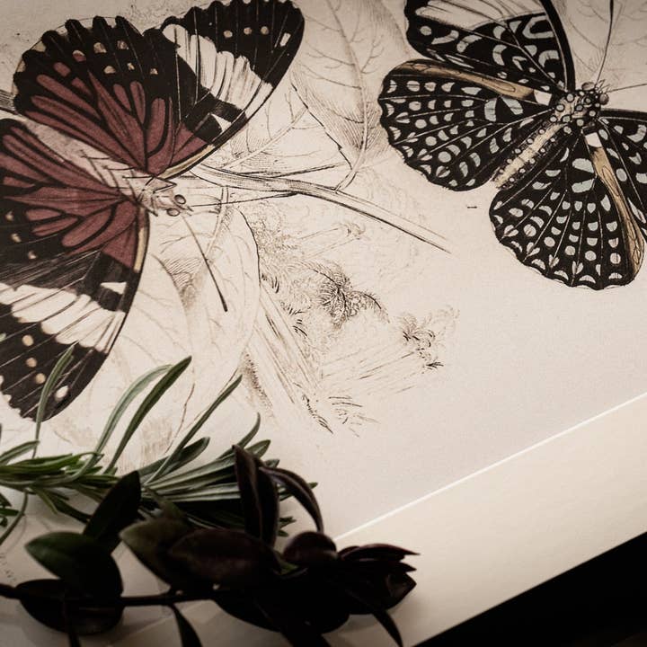 Coultura - Wholesale Gallery Wall Set - Framed Gallery Wall Set – Vintage Butterfly Botanical Art Prints (Set of 6, Black Noir Frame)15