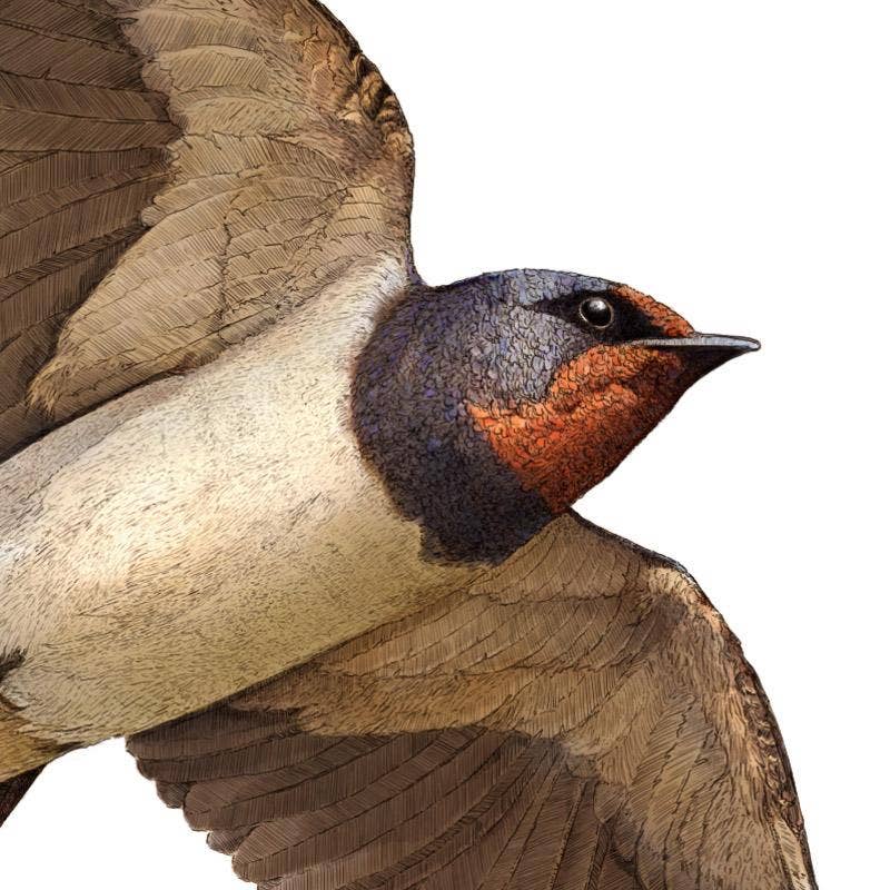 Hidden Planet - Vente Affiche d'art - Hirondelle - Impression A4 (paysage)2